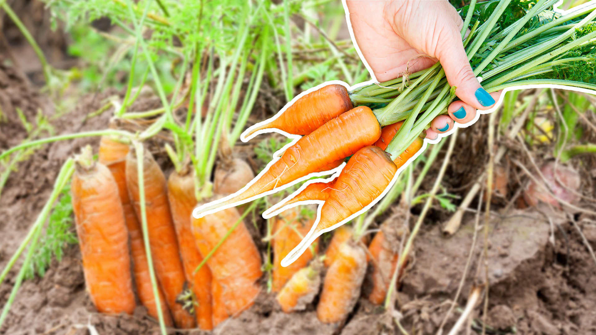 Рогатая морковь. Морковь в огороде. Поле моркови.