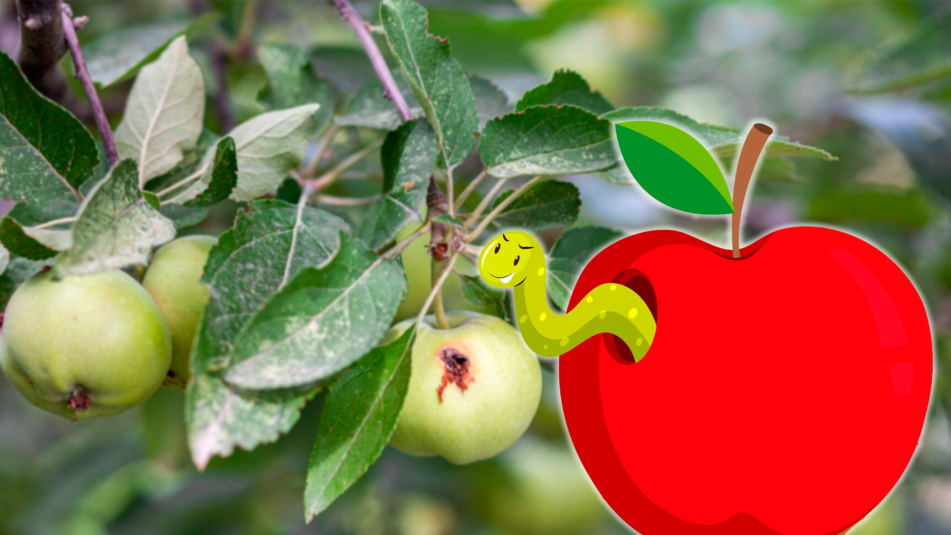 Что может быть хуже - откусив яблоко обнаружить там червяка? — Обсуждай