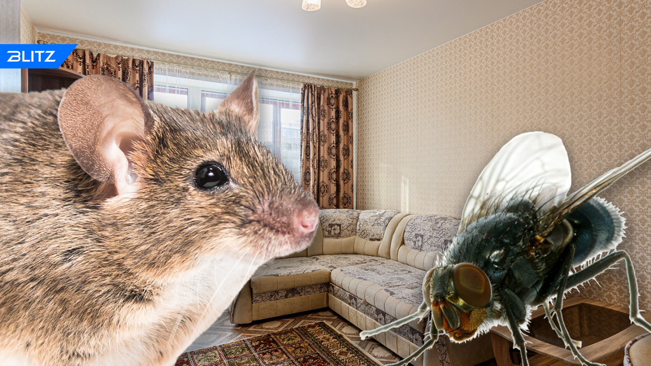Мыши мухи. Мышь в квартире. Откуда бегут мыши в квартире.