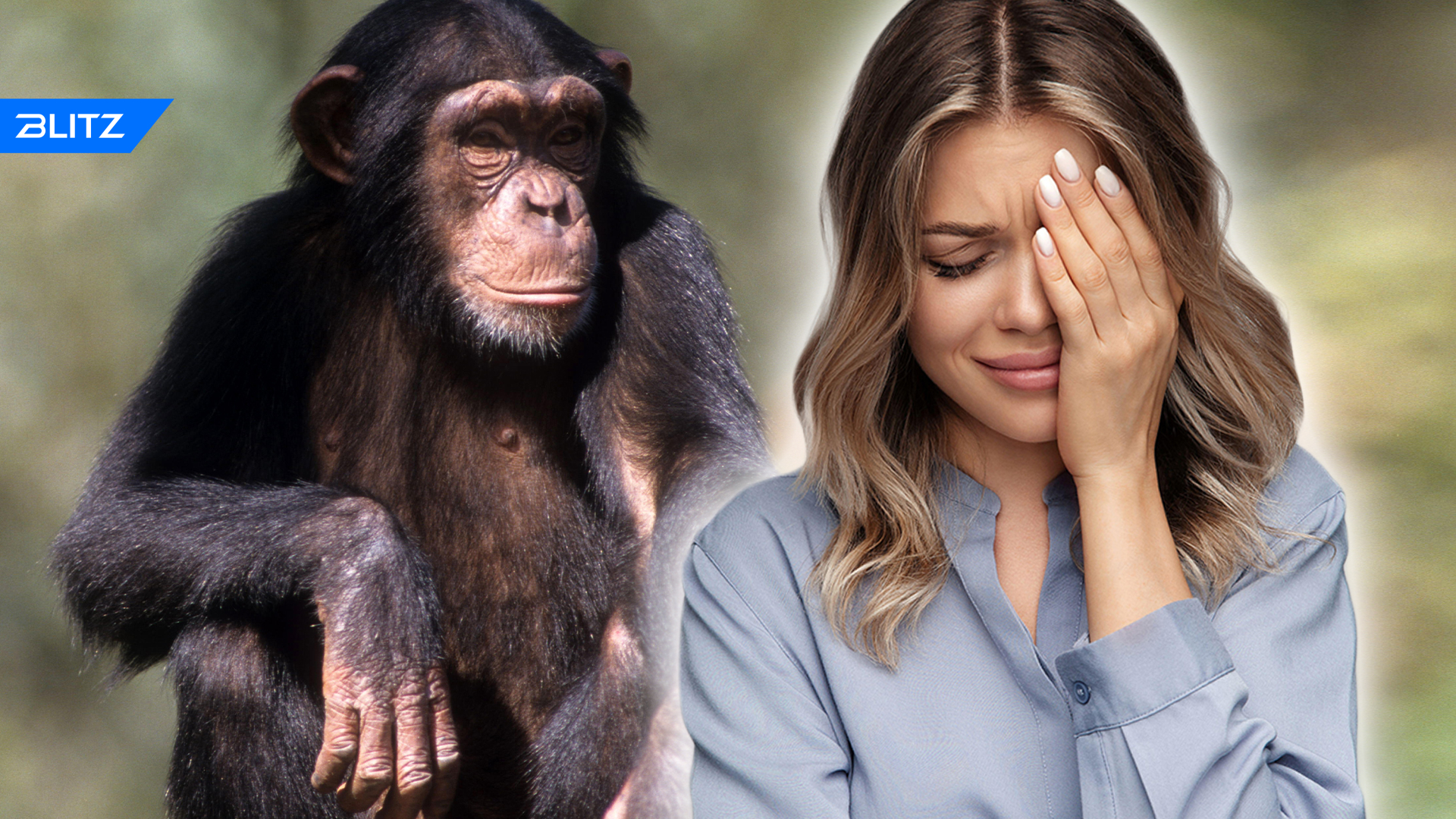 Шимпанзе девушку. Девушка и шимпанзе. Девушка изучает обезьян. Шимпанзе девочка. Девушка и шимпанзе трагедия.