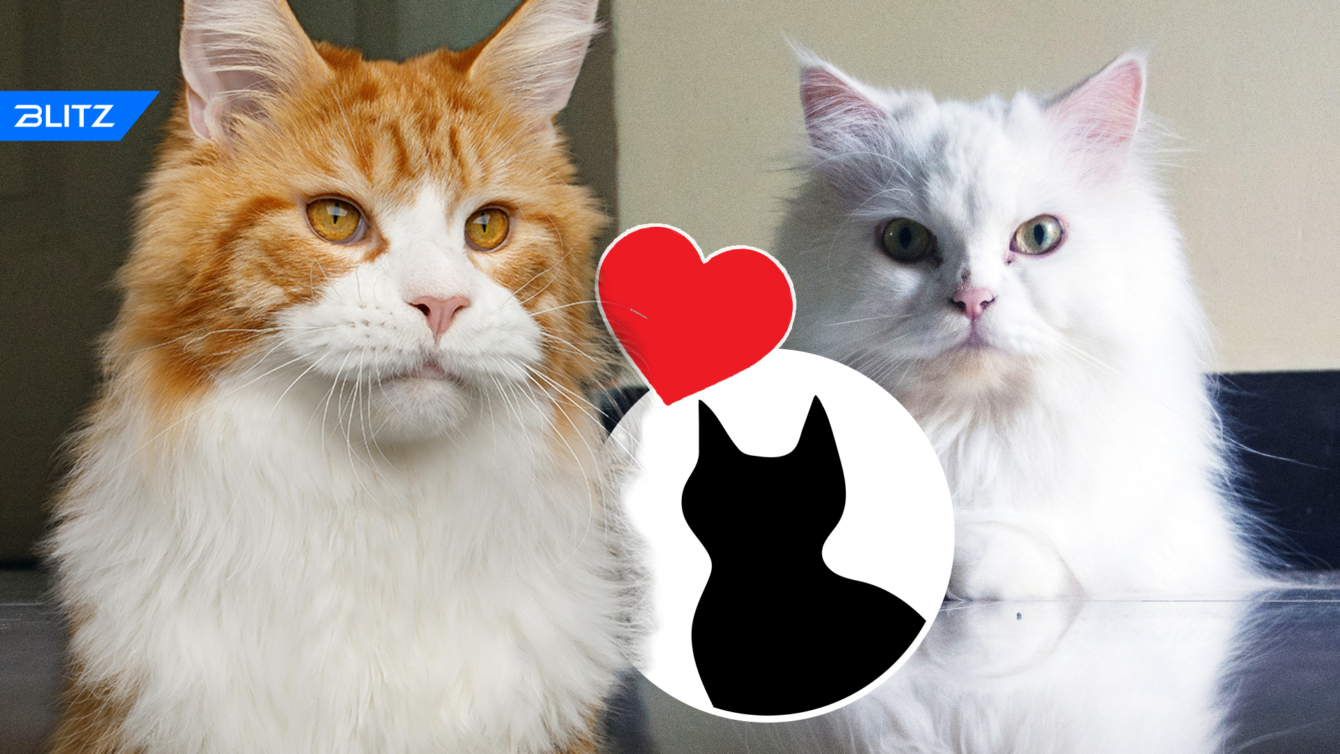 Пользователи Сети оценили внешность помеси персидской кошки и мейн-куна