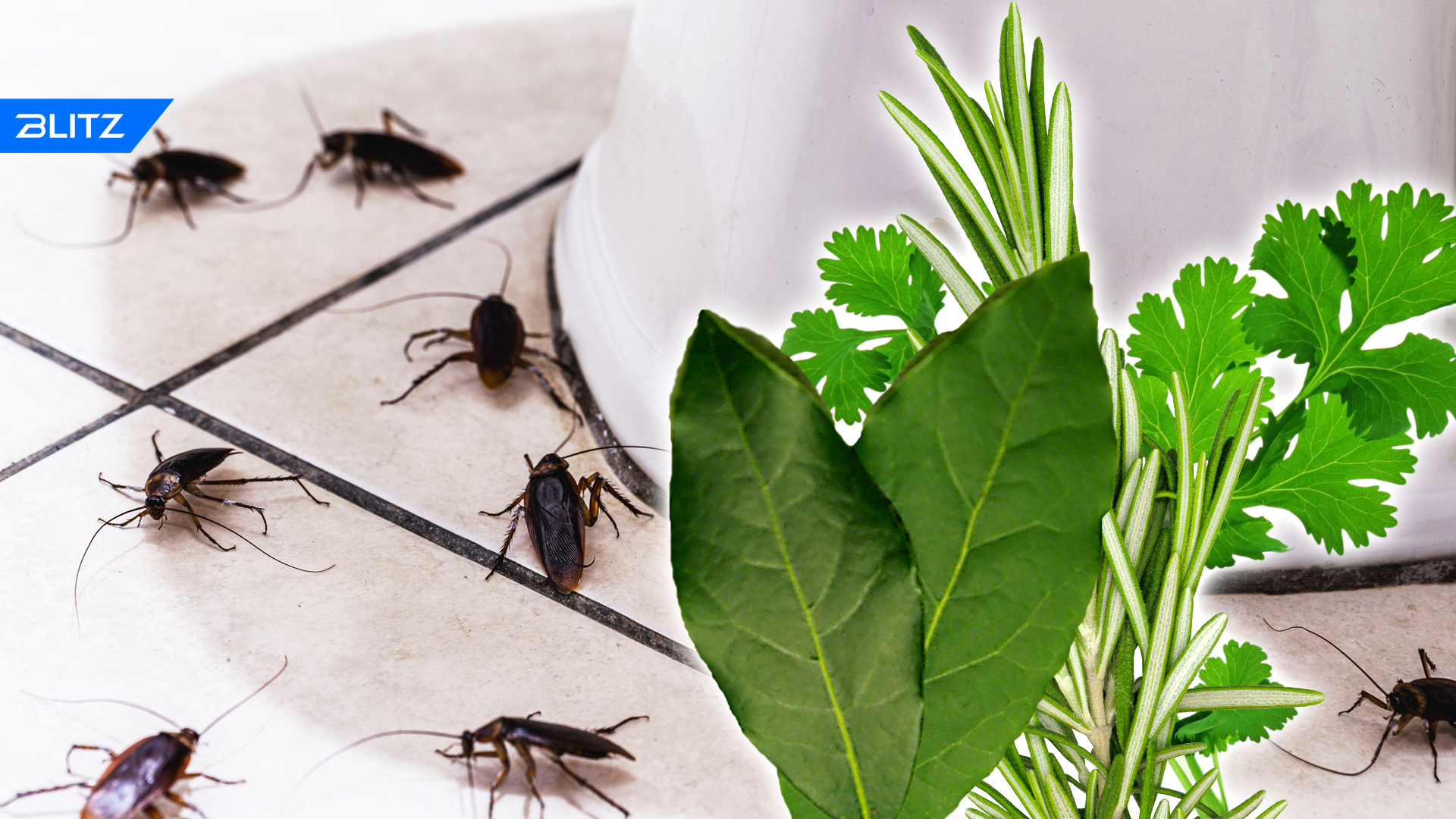 Могут ли тараканы жить в диване