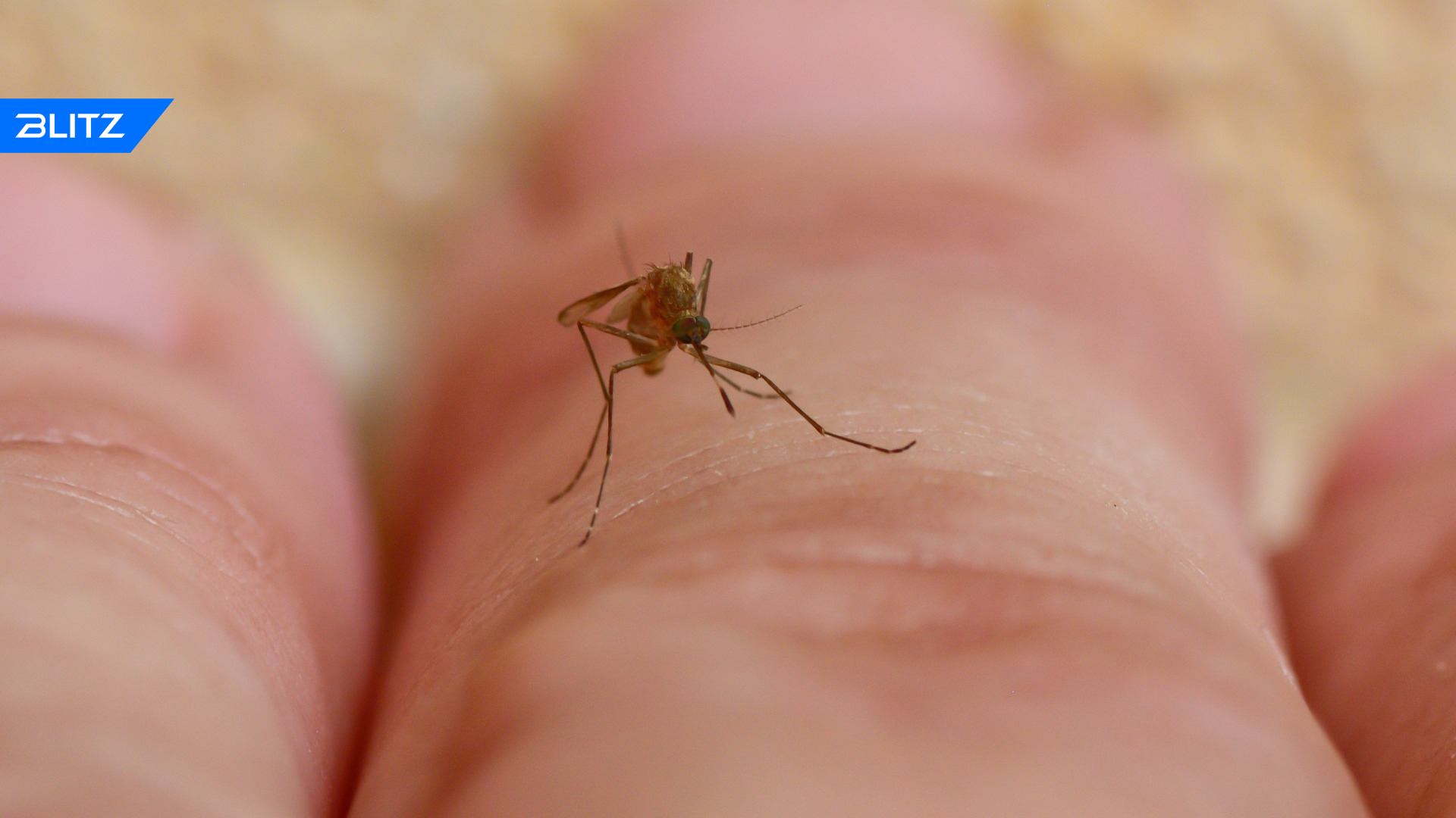 Чем опасен комар долгоножка?